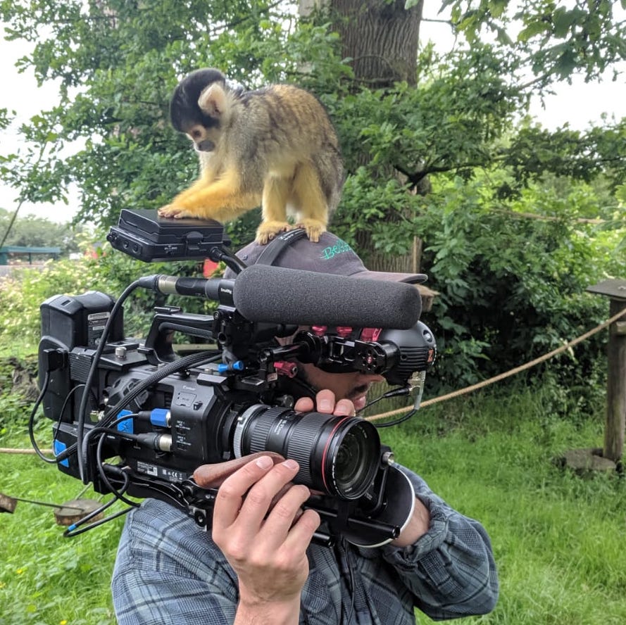 Spider monkey on camera